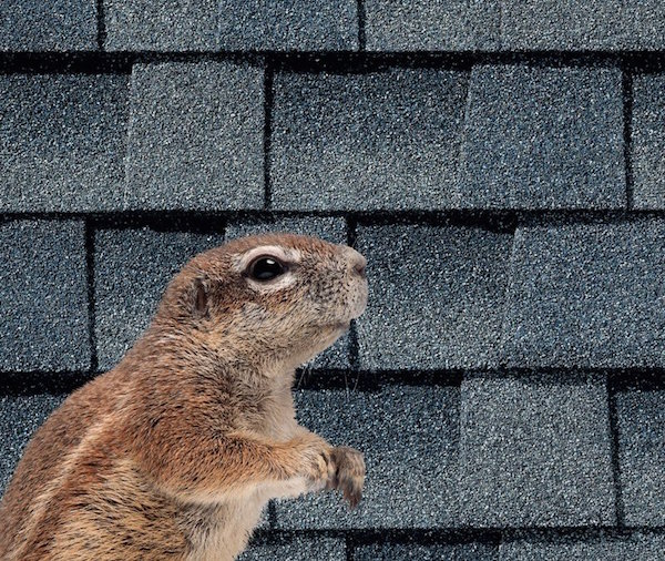keep animals out of your attic with quality ridge vent